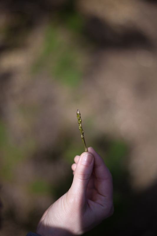 Ugodno prijepodne uz tok rijeke Karešnice i stare zapuštene mlinove, foto: Darko Belančić
