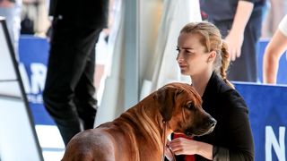 Međunarodna izložba pasa CACIB 2023