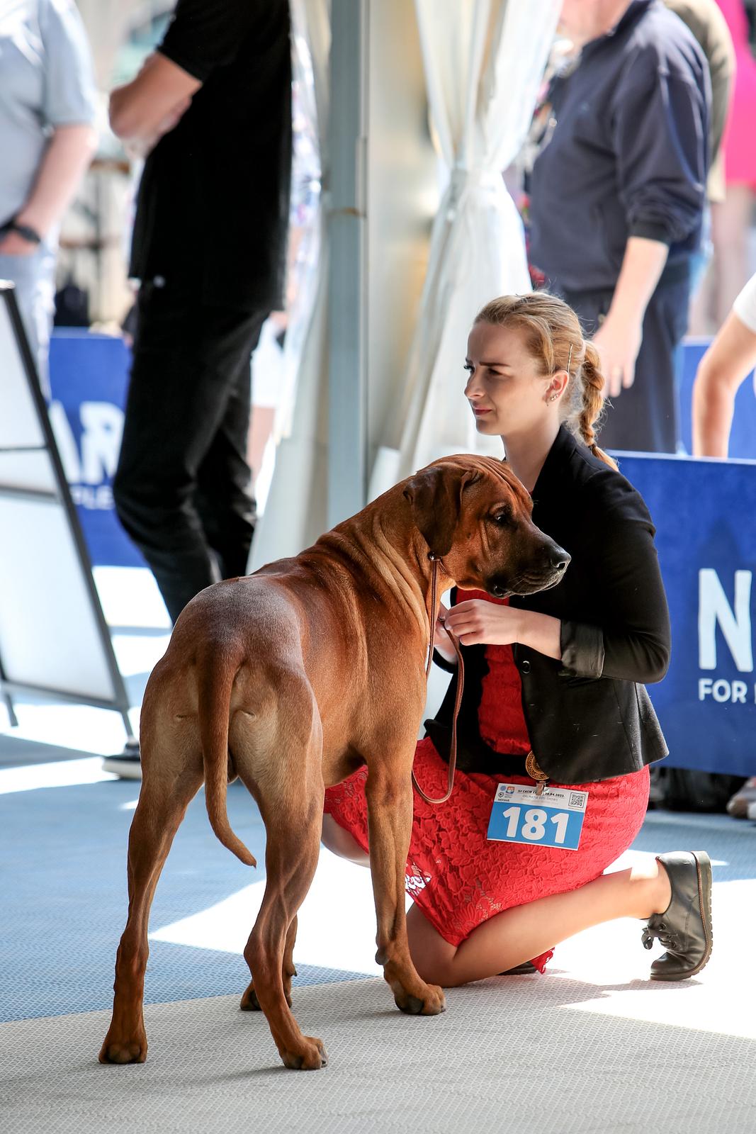 Međunarodna izložba pasa CACIB 2023