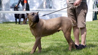 Zadar: Medjunarodna izlozba pasa CACIB 1. svibnja 2010.