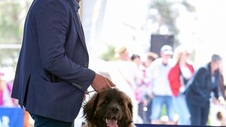 Međunarodna izložba pasa CACIB 2023