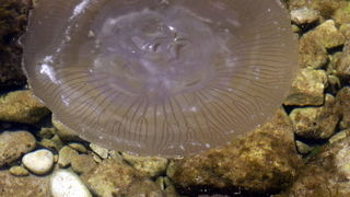 Pula, 240511.
Najezda meduza u pulskoj uvali Valkane  po imenu “Aurelia Aurita” ili u narodu poznatija kao “uhati klobuk” lako se prepoznaju po prozirnom klobuku s cetiri ljubicasta kruga. Iako ih nije ugodno vidjeti, osobito u velikom broju, ova je vrsta