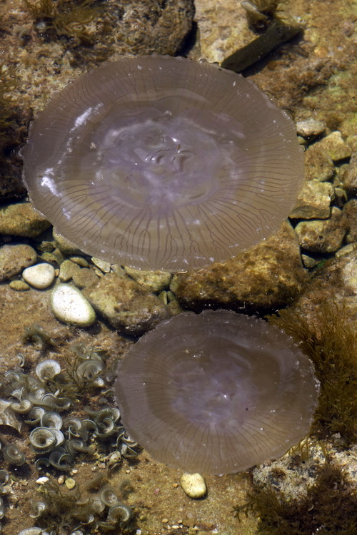 Pula, 240511.
Najezda meduza u pulskoj uvali Valkane  po imenu “Aurelia Aurita” ili u narodu poznatija kao “uhati klobuk” lako se prepoznaju po prozirnom klobuku s cetiri ljubicasta kruga. Iako ih nije ugodno vidjeti, osobito u velikom broju, ova je vrsta