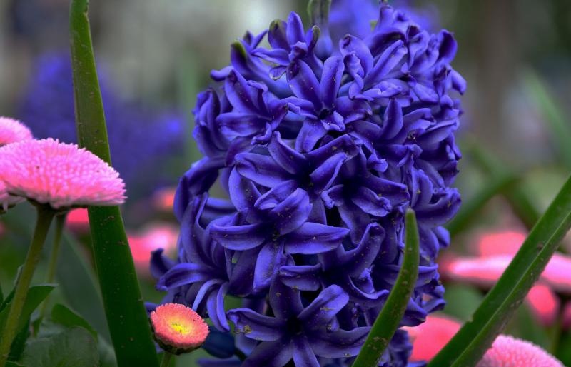 Boje i mirisi proljeća, Foto: CROPIX