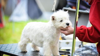 16. Međunarodna izložba pasa CACIB Zadar – Prvak prvaka 2016. 16. Međunarodna izložba pasa CACIB Zadar – Prvak prvaka 2016.