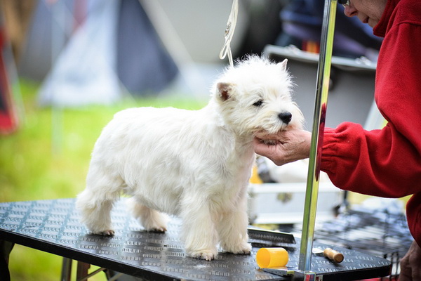 16. Međunarodna izložba pasa CACIB Zadar – Prvak prvaka 2016. 16. Međunarodna izložba pasa CACIB Zadar – Prvak prvaka 2016.