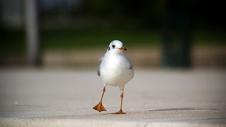 Galebov let (foto:Saša Čuka)