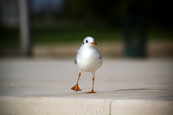 Galebov let (foto:Saša Čuka)
