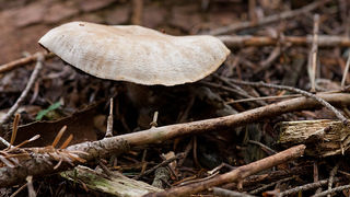 Lička jesen u znaku gljiva, Foto: Leo Banić