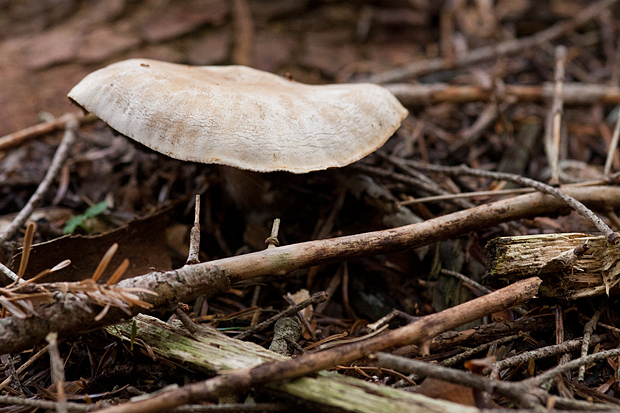Lička jesen u znaku gljiva, Foto: Leo Banić