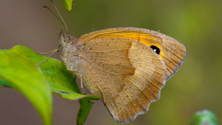 Cvijeće, bube, pauk, foto: Leo Banić