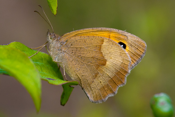 Cvijeće, bube, pauk, foto: Leo Banić