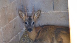 Zaton Obrovački: ZOO s egzotičnim i domaćim životinjama Zaton Obrovački: ZOO s egzotičnim i domaćim životinjama