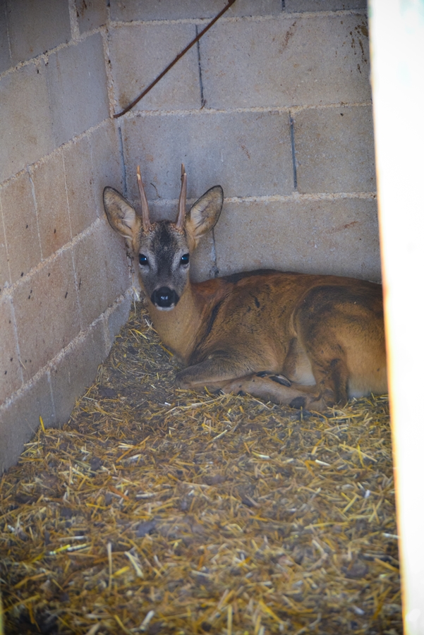 Zaton Obrovački: ZOO s egzotičnim i domaćim životinjama Zaton Obrovački: ZOO s egzotičnim i domaćim životinjama