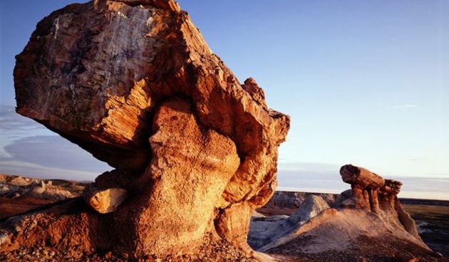 Petrified forest (National geographic)