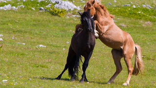 Divlji konji Velebita, foto: Leo Banic