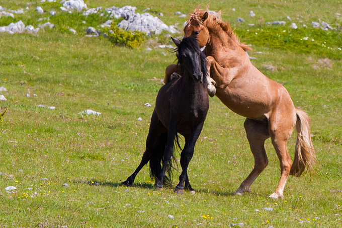 Divlji konji Velebita, foto: Leo Banic