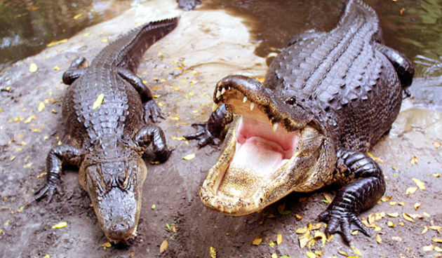 krokodili