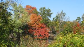 Image 1182951 (auto) Image 1182951 (auto)