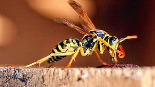 Bibinjski sinac, Foto: Leo Banic Bibinjski sinac, Foto: Leo Banic