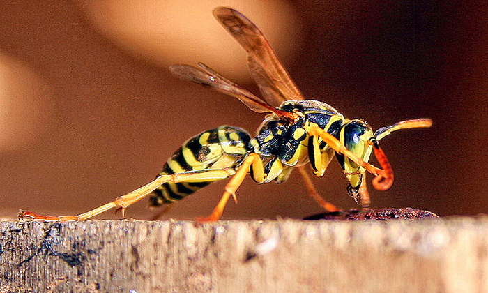 Bibinjski sinac, Foto: Leo Banic Bibinjski sinac, Foto: Leo Banic