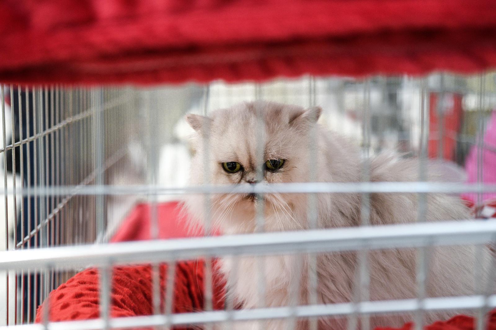 Međunarodna izložba mačaka