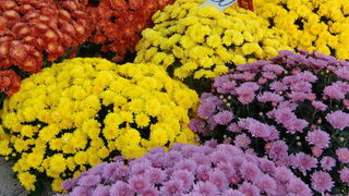 Gradska trznica uoci dana mrtvih, Foto: Mia Knezevic