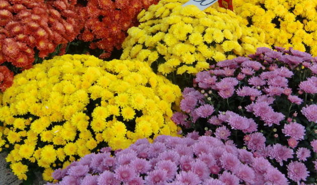 Gradska trznica uoci dana mrtvih, Foto: Mia Knezevic