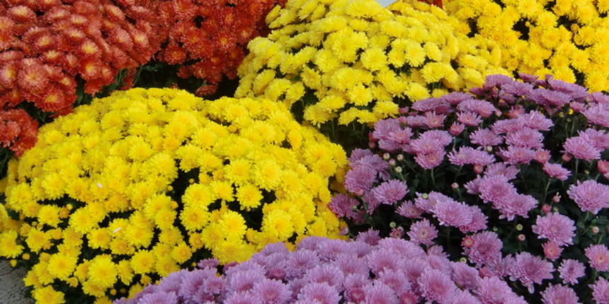 Gradska trznica uoci dana mrtvih, Foto: Mia Knezevic