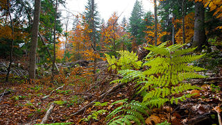 Lička jesen u znaku gljiva, Foto: Leo Banić