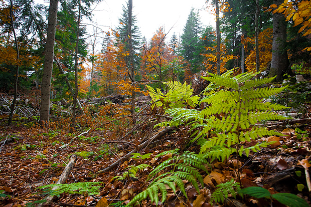 Lička jesen u znaku gljiva, Foto: Leo Banić