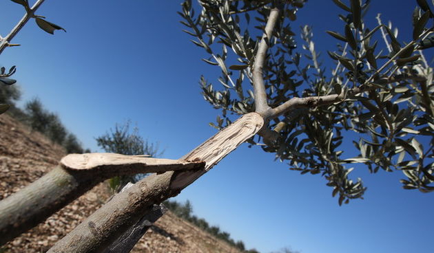 Zadar, 010210.
Opcina Polaca i PZ Masline i vino trazili su od Zadarske zupanije proglasenje elementarne nepogode radi leda koji su proslih dana okovali mlade masline. Neke su grane pod tezinom leda puknule.
Na slici: maslinik kod mjesta Tinj.
Foto: Vladi
