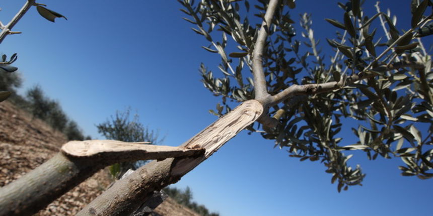 Zadar, 010210.
Opcina Polaca i PZ Masline i vino trazili su od Zadarske zupanije proglasenje elementarne nepogode radi leda koji su proslih dana okovali mlade masline. Neke su grane pod tezinom leda puknule.
Na slici: maslinik kod mjesta Tinj.
Foto: Vladi Zadar, 010210.
Opcina Polaca i PZ Masline i vino trazili su od Zadarske zupanije proglasenje elementarne nepogode radi leda koji su proslih dana okovali mlade masline. Neke su grane pod tezinom leda puknule.
Na slici: maslinik kod mjesta Tinj.
Foto: Vladi