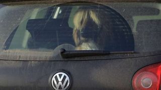 Izložba pasa Crufts 2009 u Birminghamu (Javno.hr)