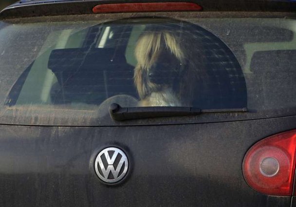 Izložba pasa Crufts 2009 u Birminghamu (Javno.hr)