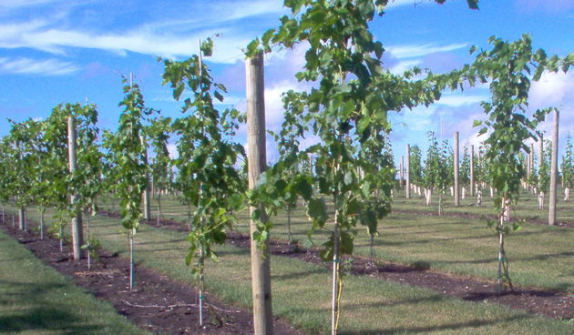 Vinograd – vinova loza (Foto: winterhavengrapevines.com)