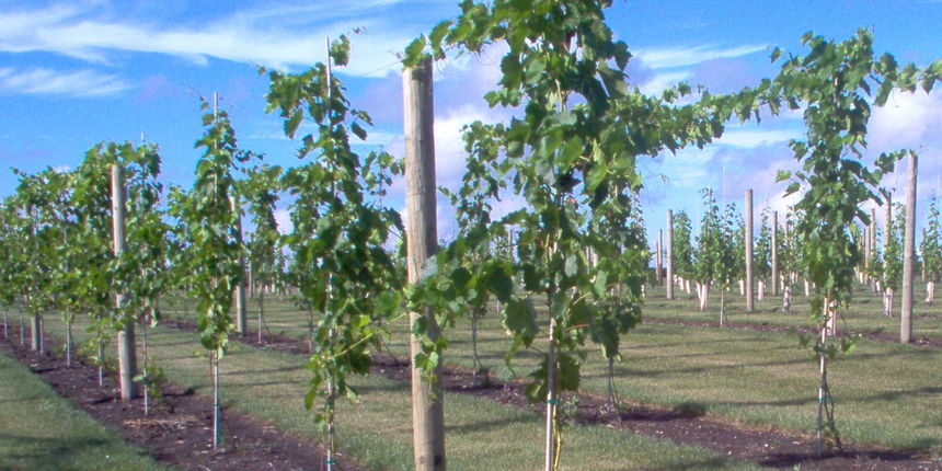 Vinograd – vinova loza (Foto: winterhavengrapevines.com) Vinograd – vinova loza (Foto: winterhavengrapevines.com)