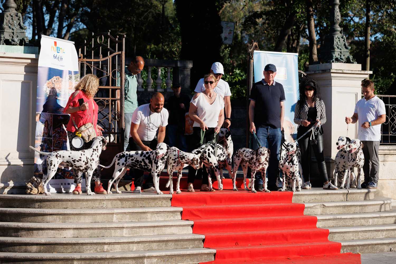 Red Carpet Dalmatian Walk @Trg pet bunara Red Carpet Dalmatian Walk @Trg pet bunara
