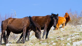 Divlji konji na Velebitu, foto: Leo Banić