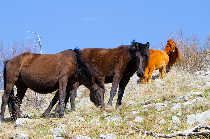 Divlji konji na Velebitu, foto: Leo Banić