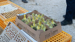 Benkovački sajam 09.06.2021