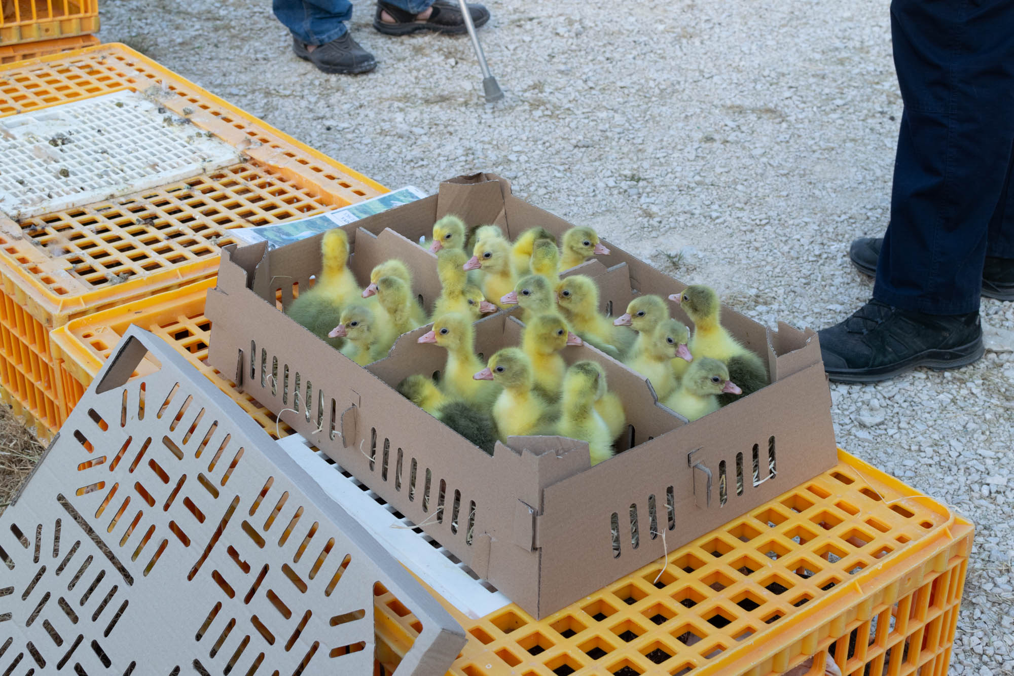 Benkovački sajam 09.06.2021