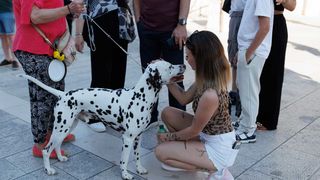 Red Carpet Dalmatian Walk @Trg pet bunara Red Carpet Dalmatian Walk @Trg pet bunara