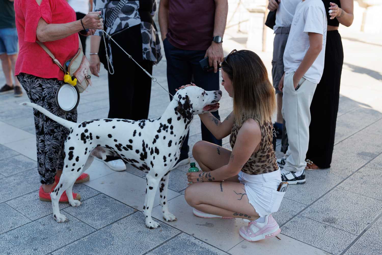 Red Carpet Dalmatian Walk @Trg pet bunara Red Carpet Dalmatian Walk @Trg pet bunara