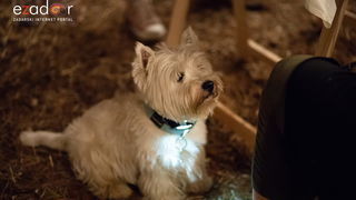 KvartArt 2018.: Art buvljak & koncert Nipplepeoplea