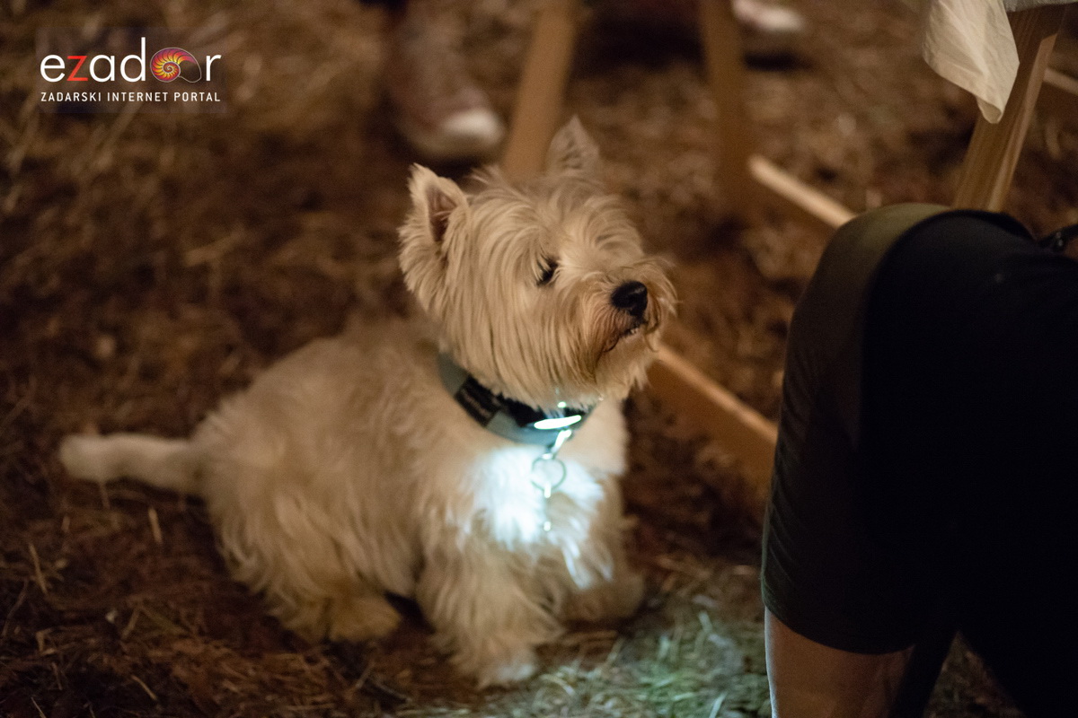 KvartArt 2018.: Art buvljak & koncert Nipplepeoplea