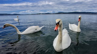 Labudovi u Bibinjama 12. svibnja 2013.  Foto: Roberto Lerga