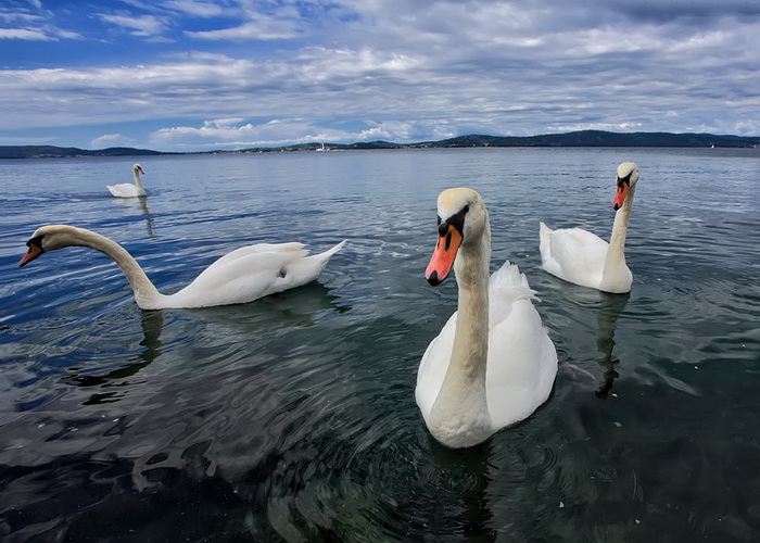 Labudovi u Bibinjama 12. svibnja 2013.  Foto: Roberto Lerga