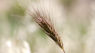 Zlatno žito Dalmacije, slama, foto: Leo Banić
