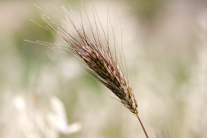 Zlatno žito Dalmacije, slama, foto: Leo Banić